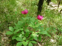 /album/lantro-della-strega/bologna-511-jpg/